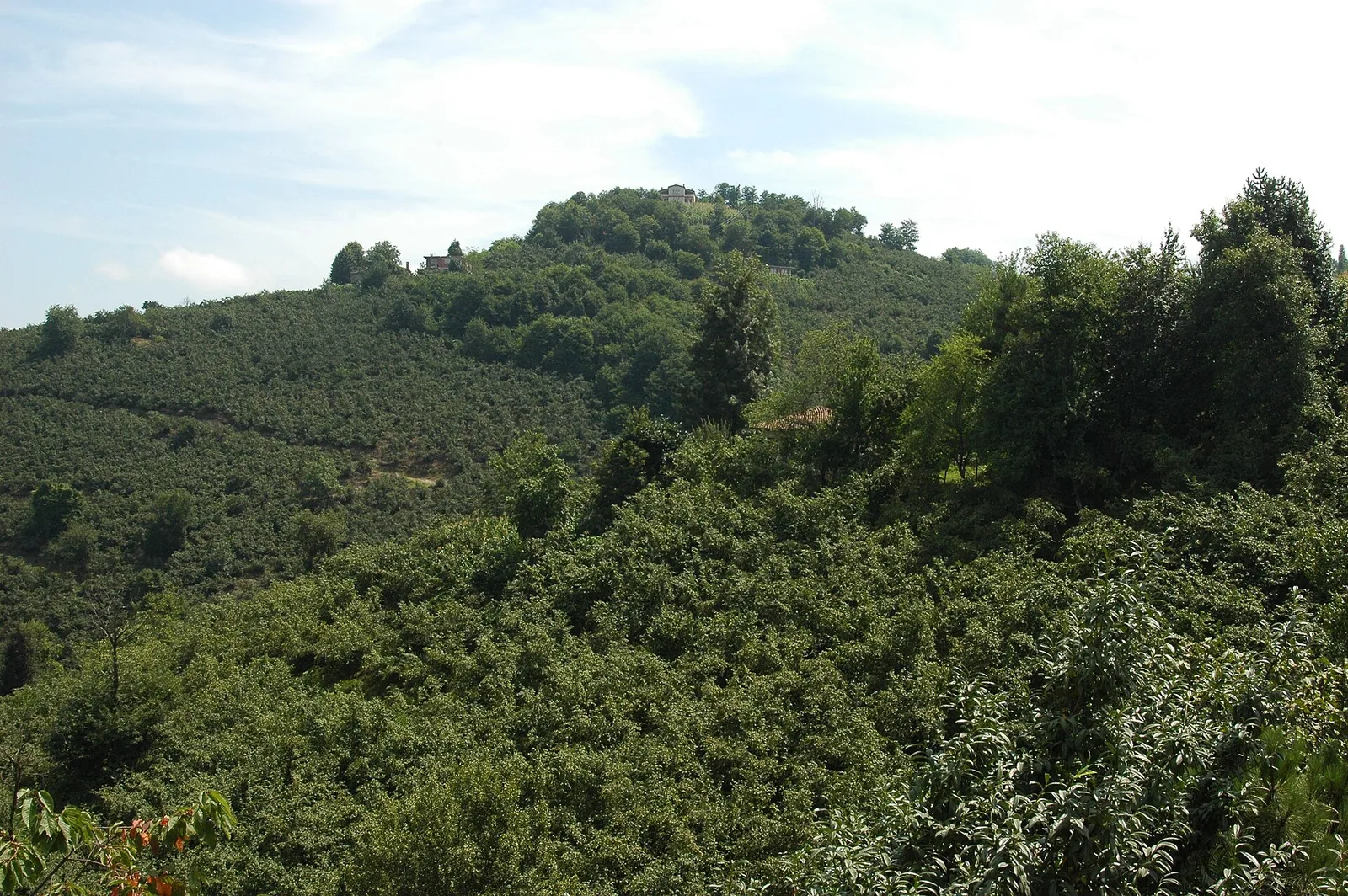Ordu Çamaş'ta yamaçlara yayılmış fındık bahçeleri