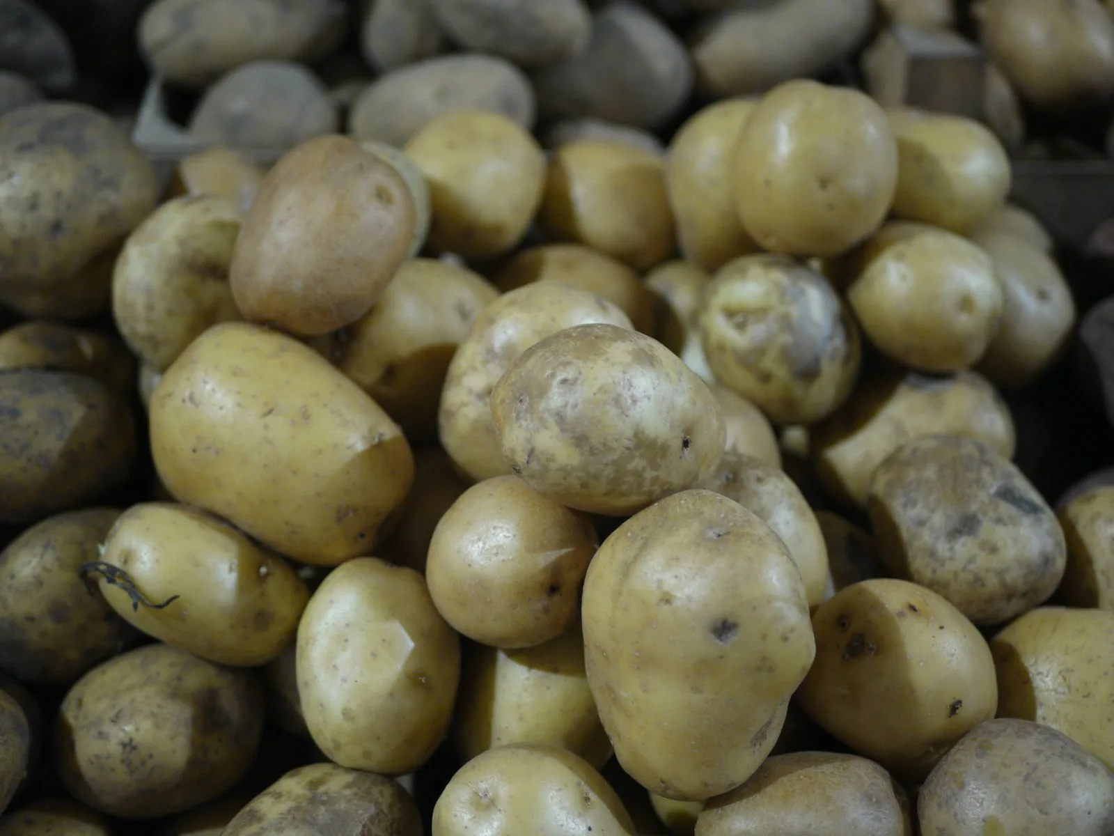 Topraklı taze patates yığını — Nevşehir kaya depolarında patates stok, lot ve sevkiyat takibi için temsili görsel